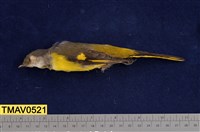 藏品(灰喉山椒鳥)的圖片